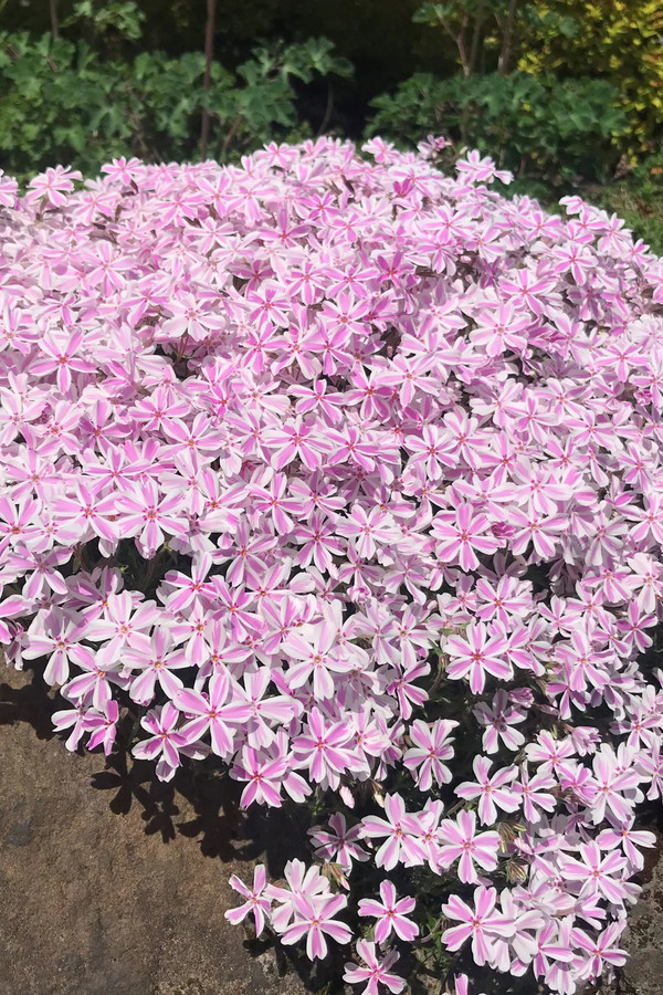 Жалаңаш актерлармен фильм сахналары